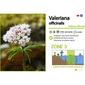 Valeriana Officinalis - Valériane officinale - Plante de berge